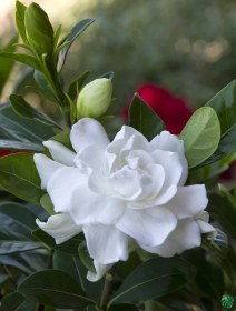 تصویر بودکور ست کاتر گلسازي 3 تايي گلبرگ گاردنيا 230032 