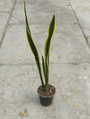 تصویر سانسوریا ابلغ تک بوته Sansevieria