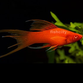 تصویر سوارتیل فنس 