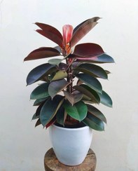 تصویر فیکوس شرابی ficus