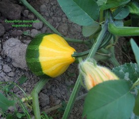 تصویر بذر کدو حلوایی Cucurbita moschata 