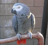 تصویر پرورش و نگهداری طوطی کاسکو 