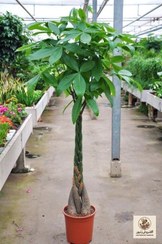 تصویر درخت پول پاچیرا برای تزئین اتاق خواب | کد: ZNB-G99 