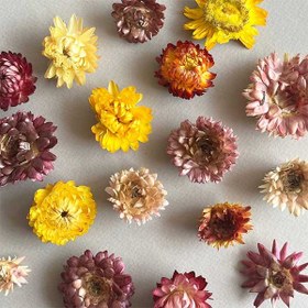 تصویر گل خشک مینا بسته 25 عددی 