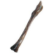 تصویر قلم شتر مرغ(سایزبزرگ) 