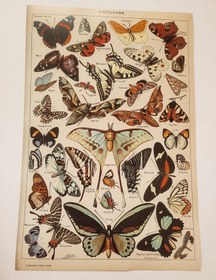 تصویر پوستر پروانه وینتیج 