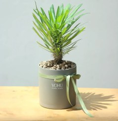 تصویر گلدان یوکا پلیمری طوسی 