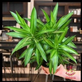 تصویر دراسینا پلموآ 