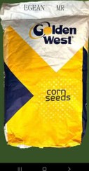 تصویر خرید بذر ذرت ترکیه ای Golden West ؛ ژنوتیپ EGEAN MR | بذر 2 کاره دانه ای و بذر ذرت علوفه‌ای با مقاومت بالا 