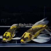 تصویر کوی مایان باله‌بلند 