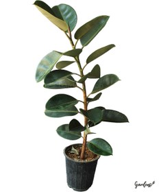 تصویر فیکوس بلک با گلدان پلیمری 