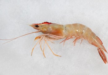 تصویر میگو سره دریایی 