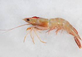 تصویر میگو سره دریایی 