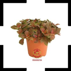 تصویر گیاه فیتونیا قرمز | برگ‌های پهن رنگی و یک فرش قرمز طبیعی برای خانه‌تان! Broadleaf Fittonia