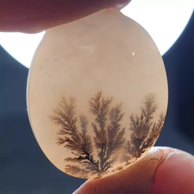 تصویر شجر قائن 