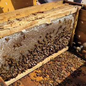 تصویر عسل کنار کوهی - 1000 گرم 