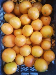 تصویر نارنگی پیج امین، میوه پاییزه بابل مازندران بسیار خوشمزه، شیرین، آب دار و درجه یک 