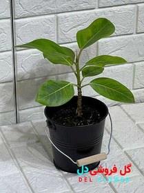 تصویر فیکوس آلتیسیما 911 