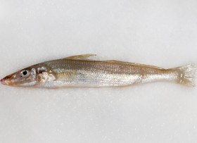 تصویر ماهی شورت 