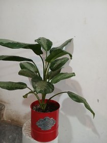 تصویر گل اگلونما هندوانه ای بزرگ گلدان گالوانیزه رنگی تخفیف روزمادر 