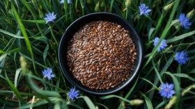 تصویر تخم کتان - ۱سیر Flax seeds