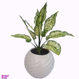 تصویر گیاه طبیعی آگلونما کد a01 