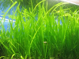 تصویر گیاه آبزی آکواریوم پلنت گندمی ساده Vallisneria Spiralis (Jungle Val)( پک 4 بوته) 