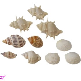 تصویر صدف دکوری کد RS7 مجموعه 10 عددی 