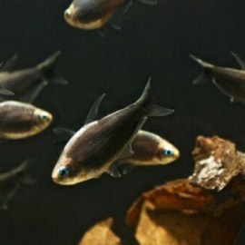 تصویر ماهی تترا امپراتور (بلک پارمری) 