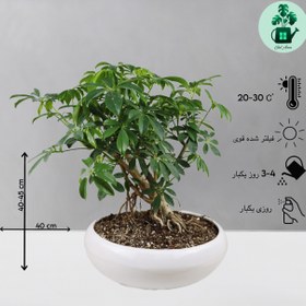 تصویر بونسای شفلرا 