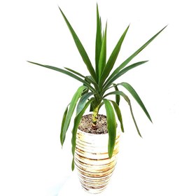 تصویر گیاه یوکا مدل SH131W2 | کد: ZNB-4UH 