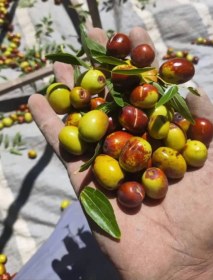 تصویر عناب تازه 