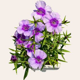 تصویر گل قرنفل 