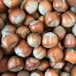 تصویر شیر فندق 