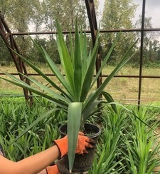 تصویر یوکا سطل 7 تنه دار Yucca bucket with 7 trunks