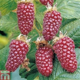 تصویر نهال لوگان بری (loganberry) 