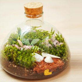 تصویر تراریوم مهتاب 