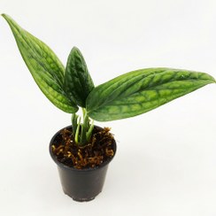 تصویر گیاه پتوس چروک 