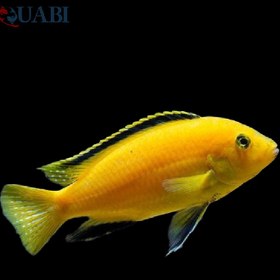 تصویر ماهی ماکرو 