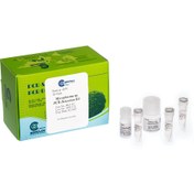 تصویر کیت تشخیصی PCR مایکوپلاسما - Mycoplasma PCR Detection kit 