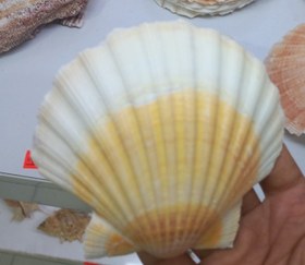 تصویر صدف طبیعی 