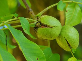 تصویر مغز گردو درجه 1 