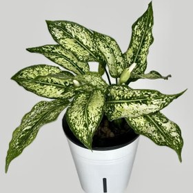 تصویر آگلونما برفی هیدروپونیک 