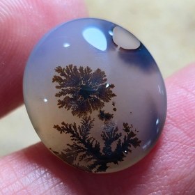 تصویر شجر قائن زیبا خاص 