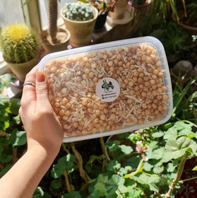 تصویر آجیل سلامت 