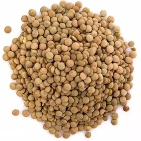 تصویر بذر عدس دیم ریز 20 عددی 