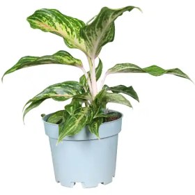 تصویر آگلونما هپینس 