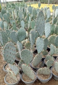 تصویر کاکتوس اپونتیا 