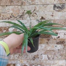 تصویر گیاه گندمی سبز سایز کوچک(spiderplant) 