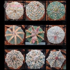 تصویر بذر کاکتوس آستروفیتوم آستریاس میکس خاص 